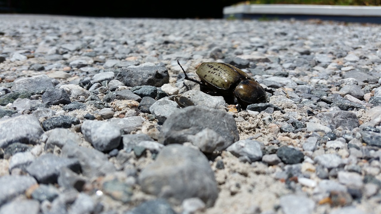 beetle rocks death free photo