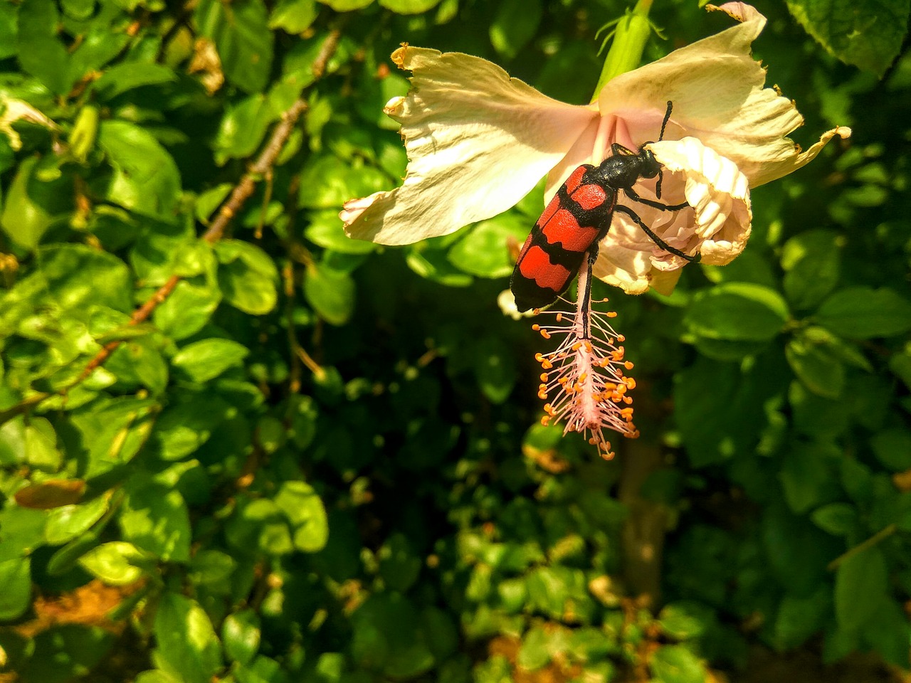 beetle bug red free photo