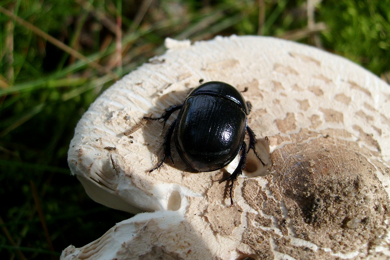 beetle insect macro free photo