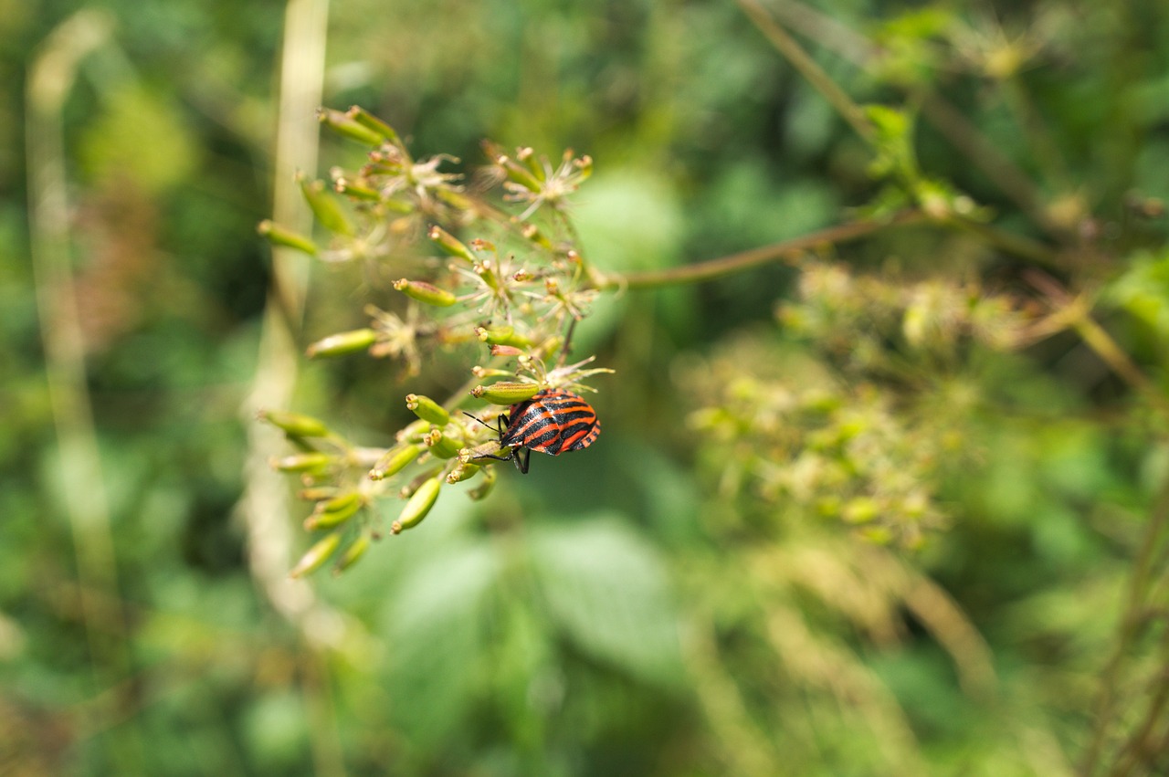 beetle nature insect free photo