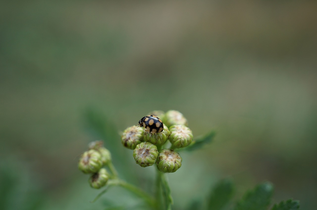 beetle insect nature free photo