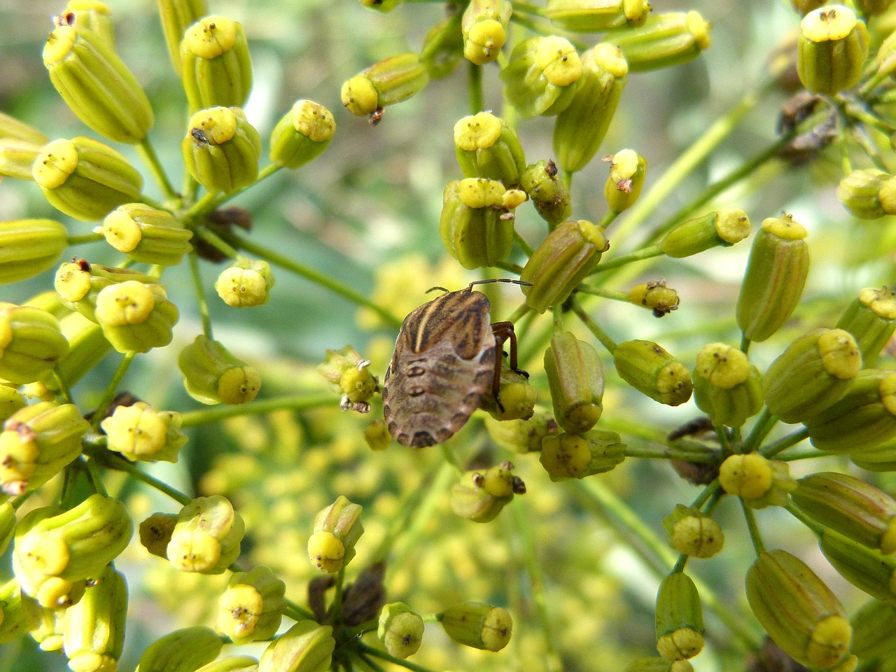 beetle wild flower seeds free photo