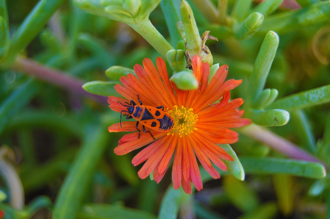 beetle shoemaker insect free photo