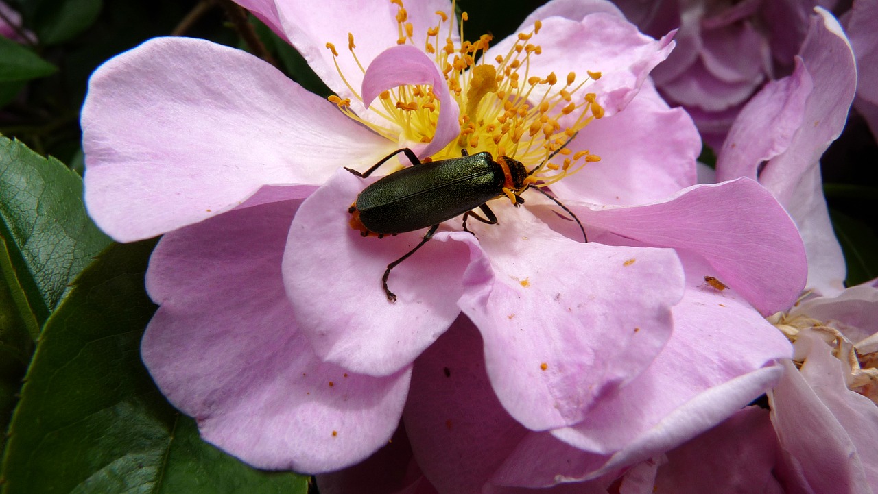 beetle insect on rose free photo