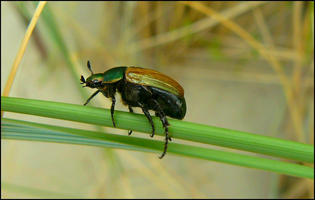beetle insect climb free photo