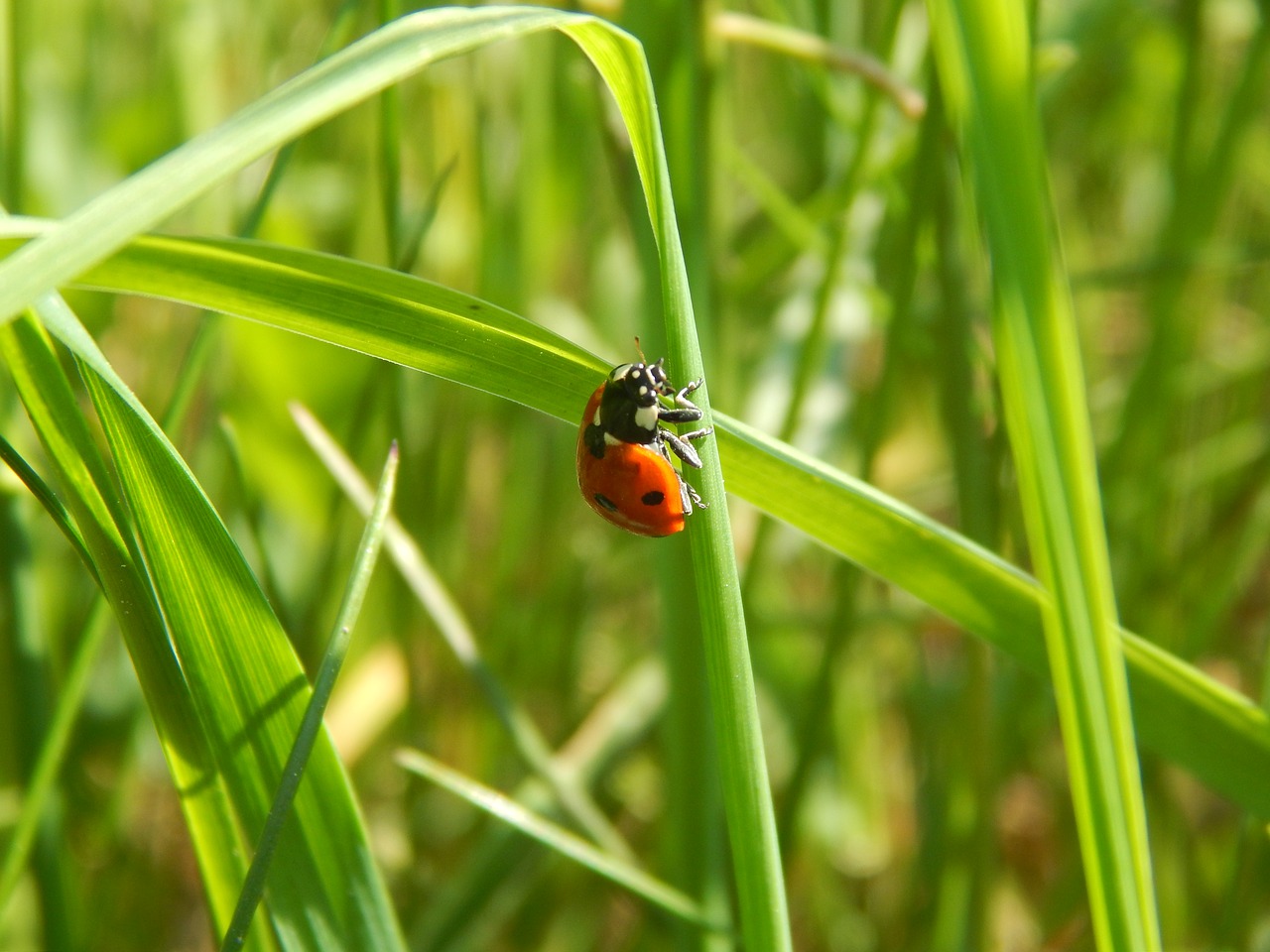 beetle luck animals free photo