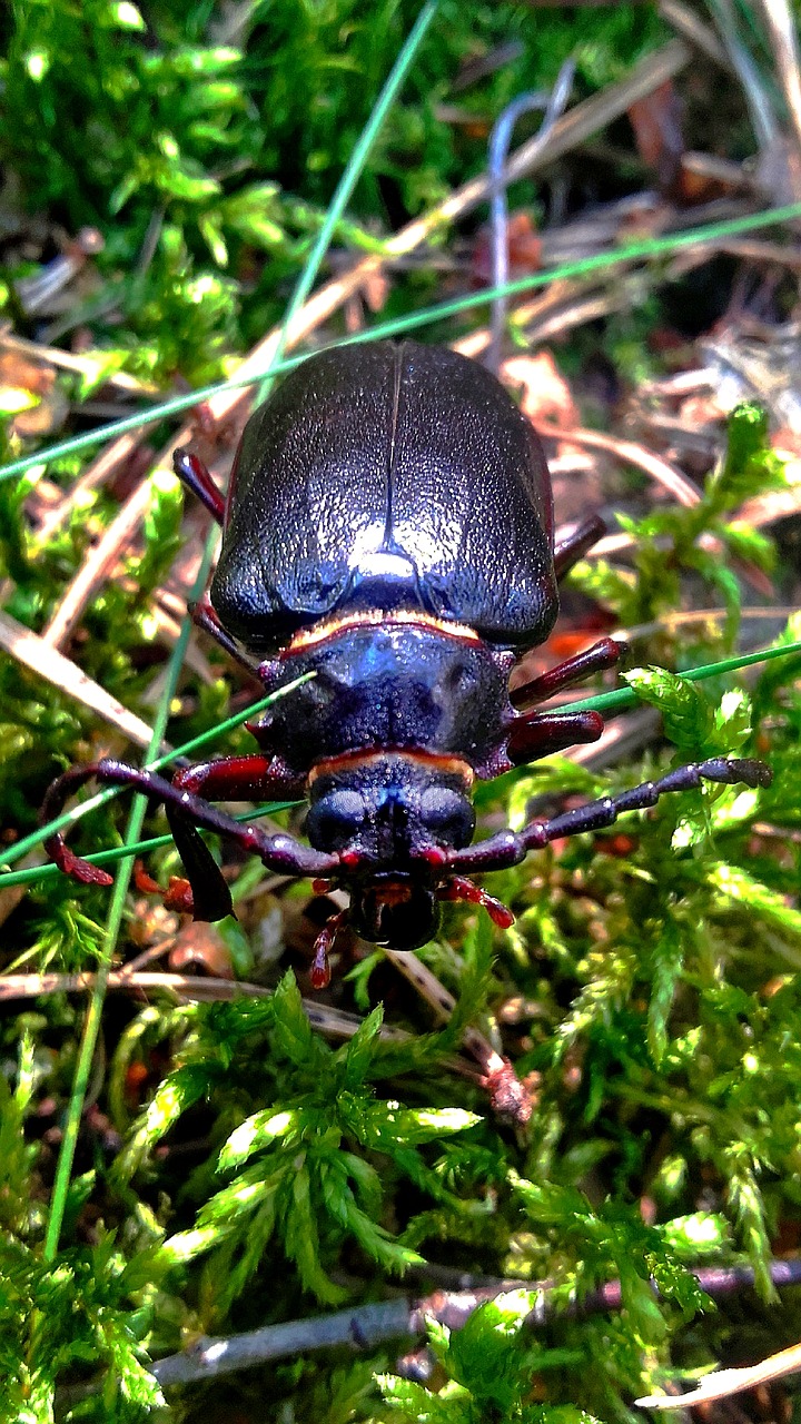 beetle maybug insect free photo