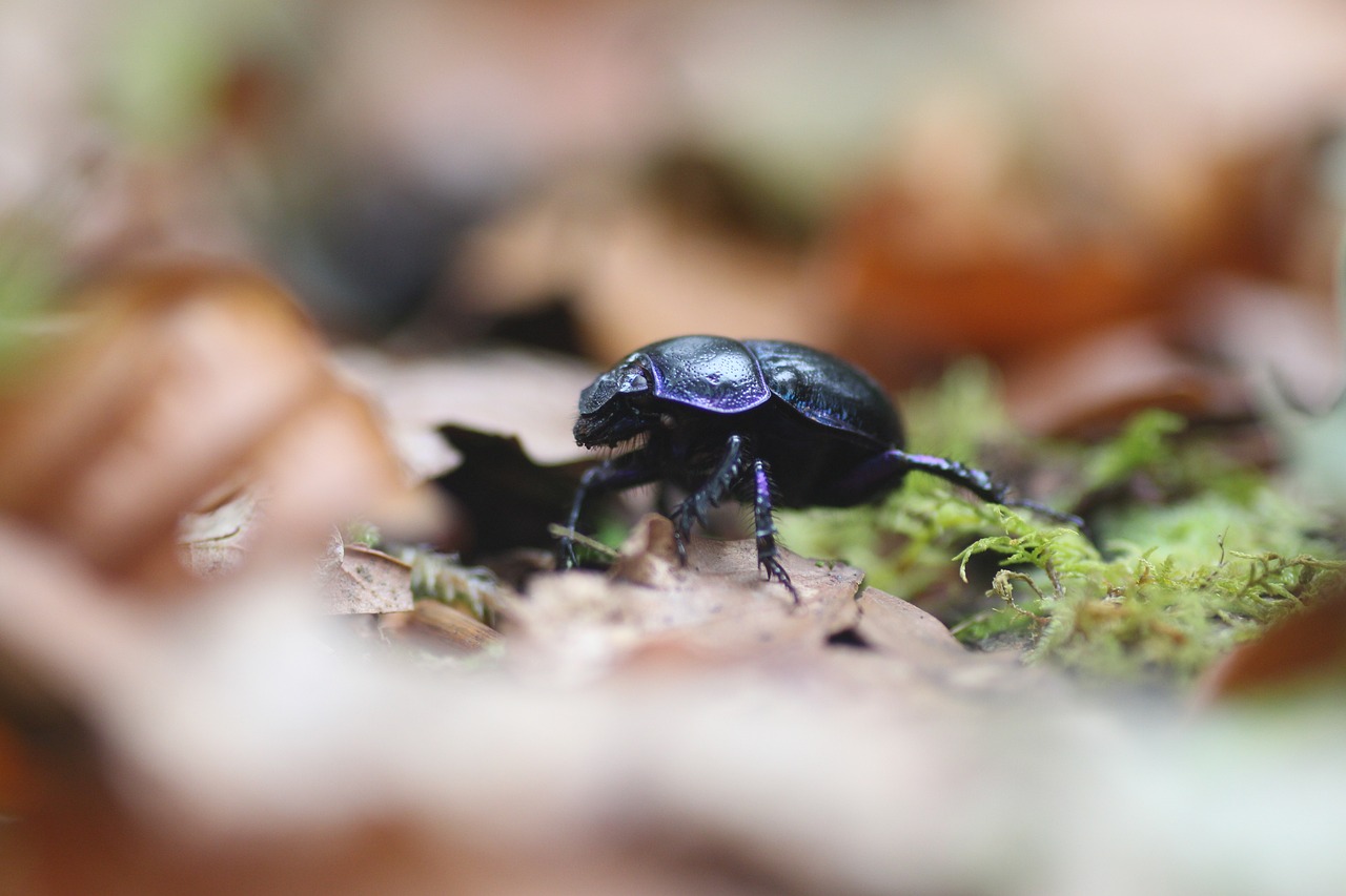 beetle travel trip free photo