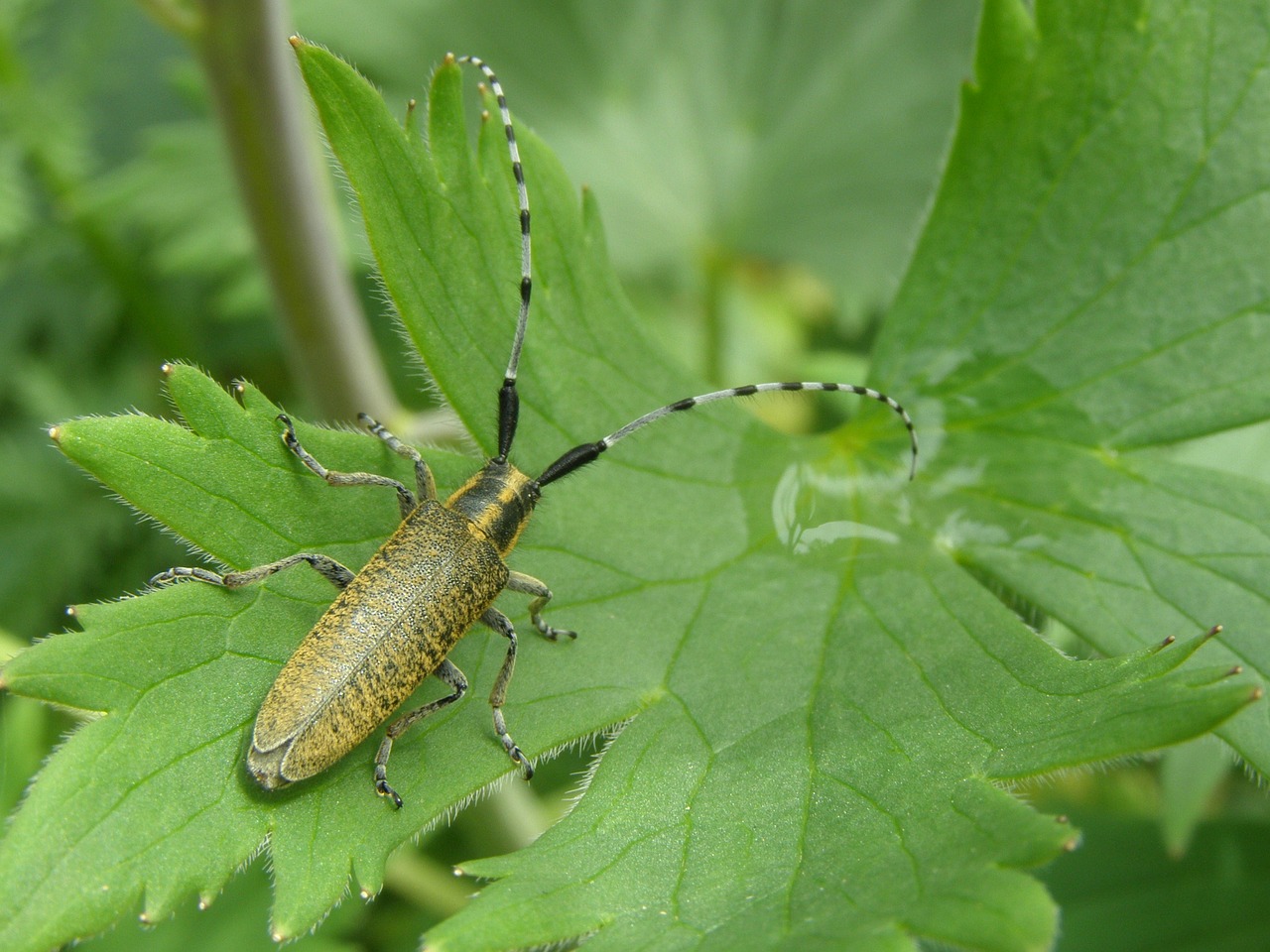 beetle longhorn beetle garden free photo