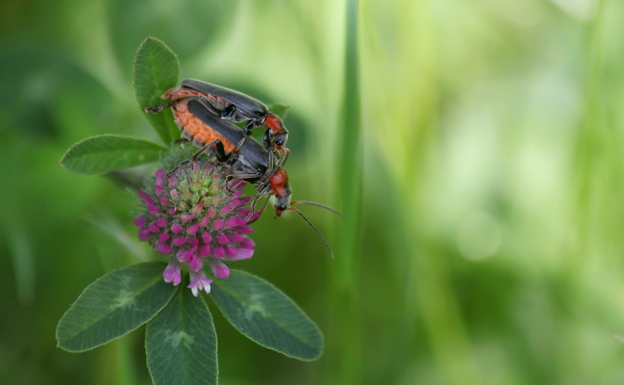 beetle insect macro free photo