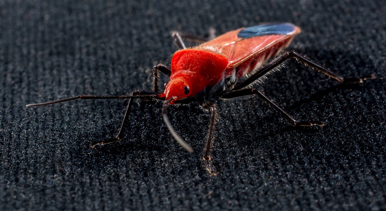 beetle red beetle insect free photo