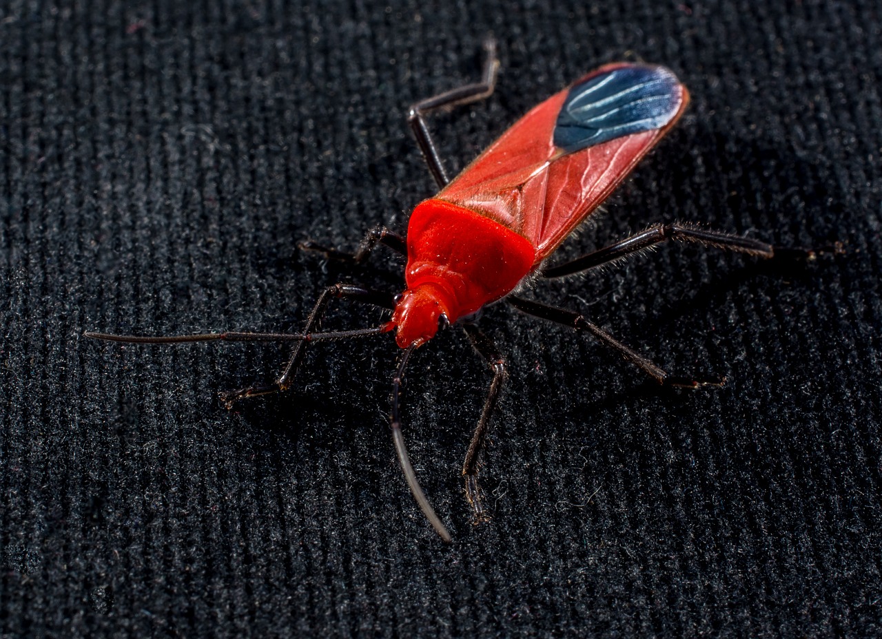 beetle red beetle insect free photo