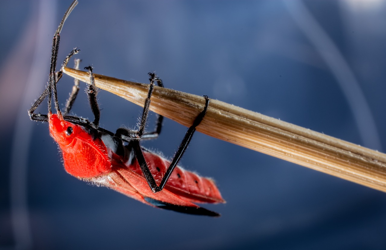 beetle red beetle insect free photo