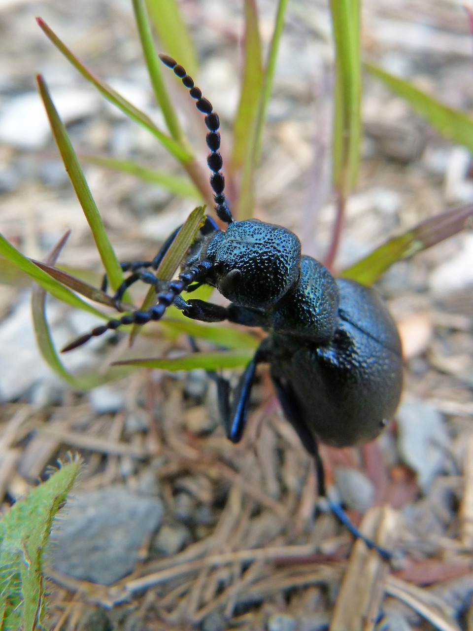 beetle  metallized  shimmering free photo