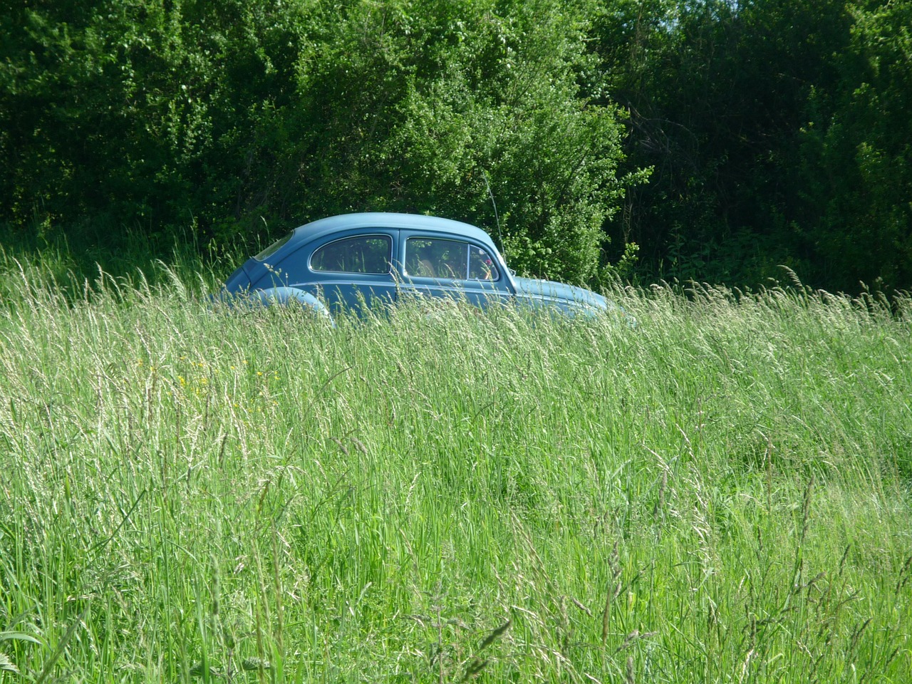 beetle vw grass free photo
