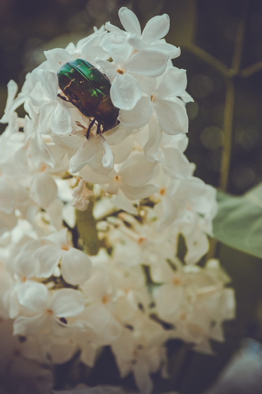 beetle  flowers  insect free photo