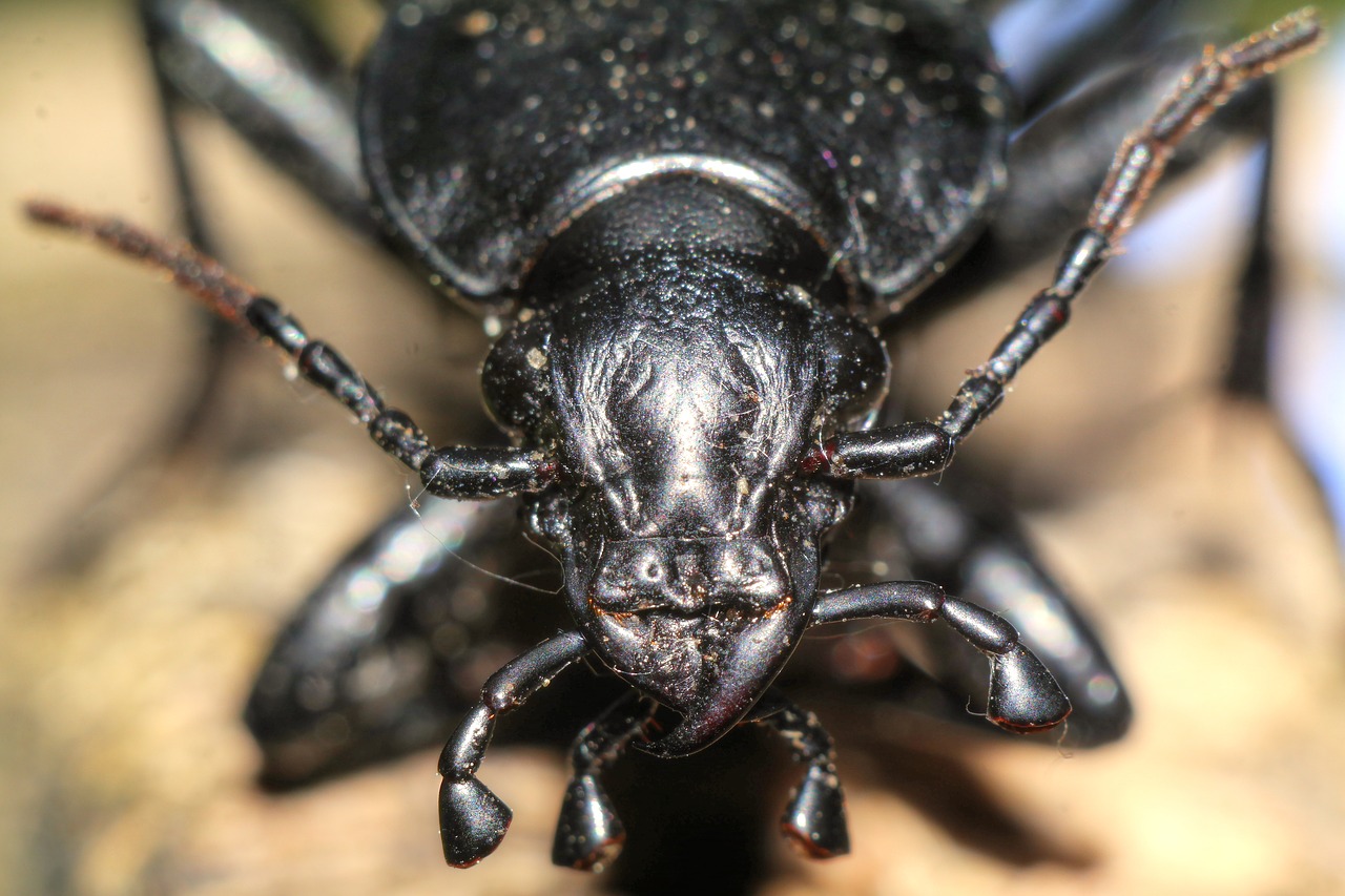 beetle  insect  macro free photo