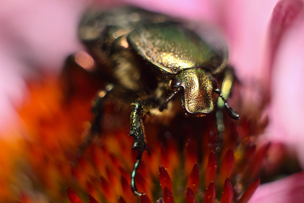 beetle maisky macro photography free photo