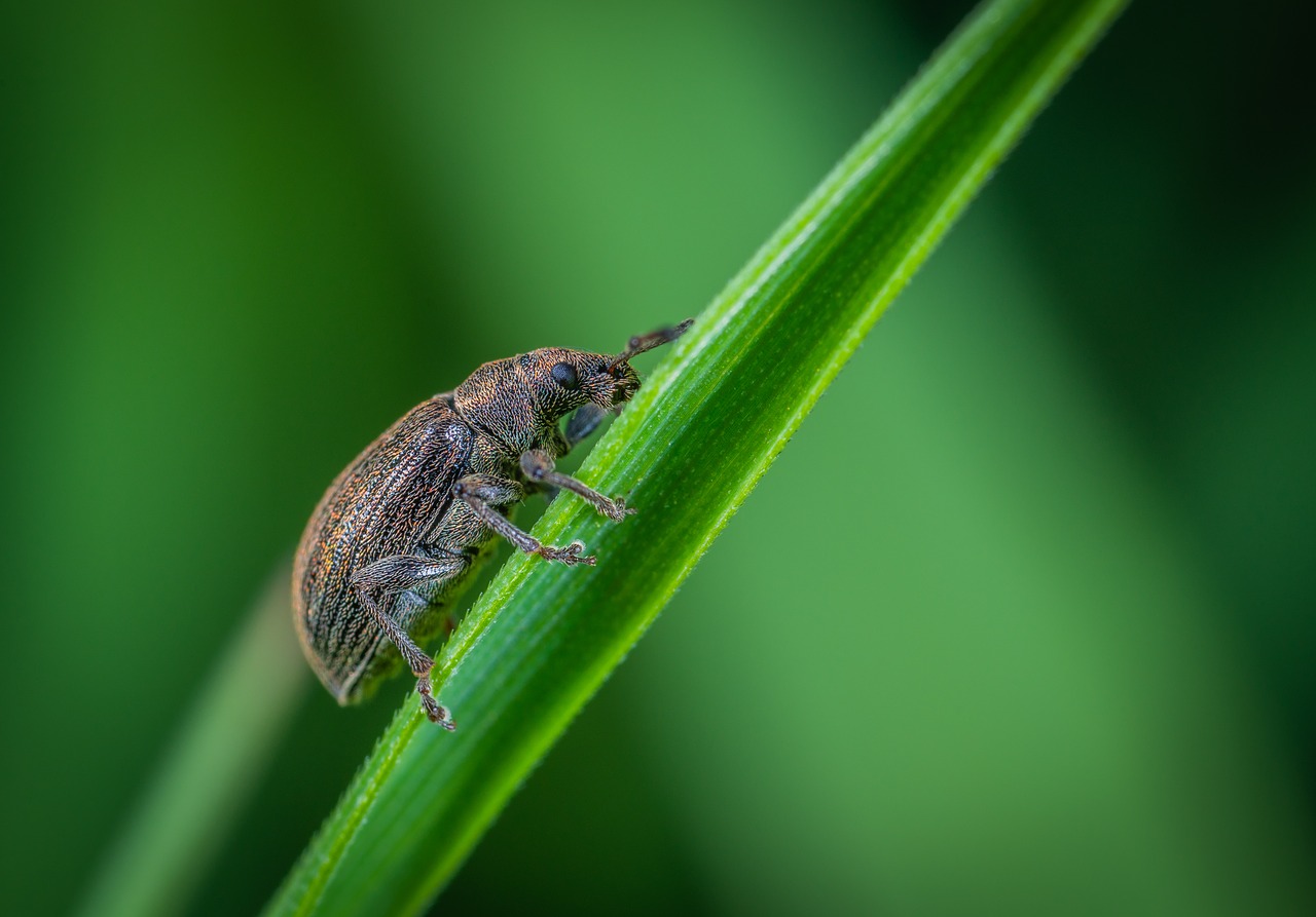 beetle  macro  insect free photo