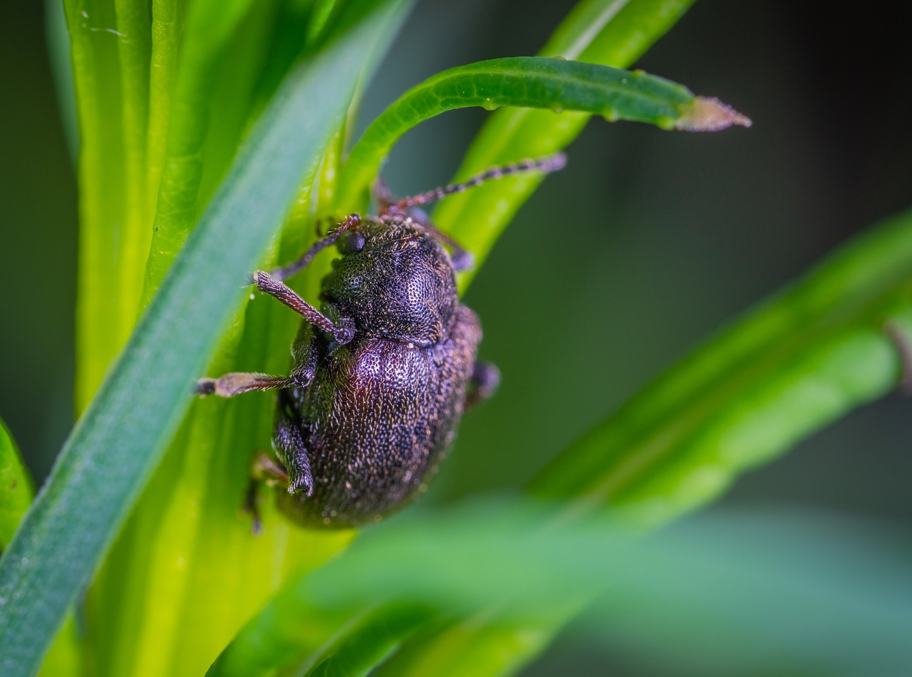 beetle  the leaf beetle  macro free photo