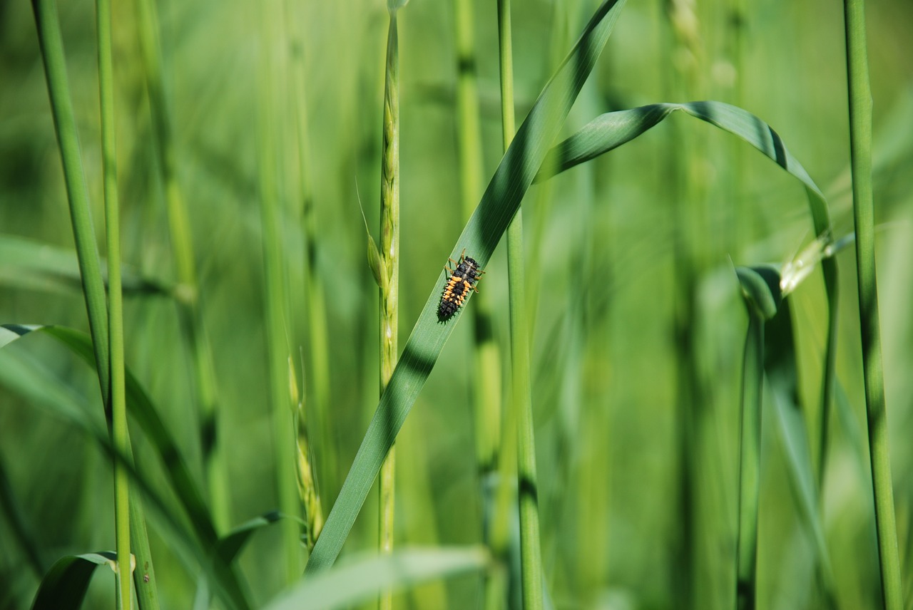 beetle  grass  insect free photo