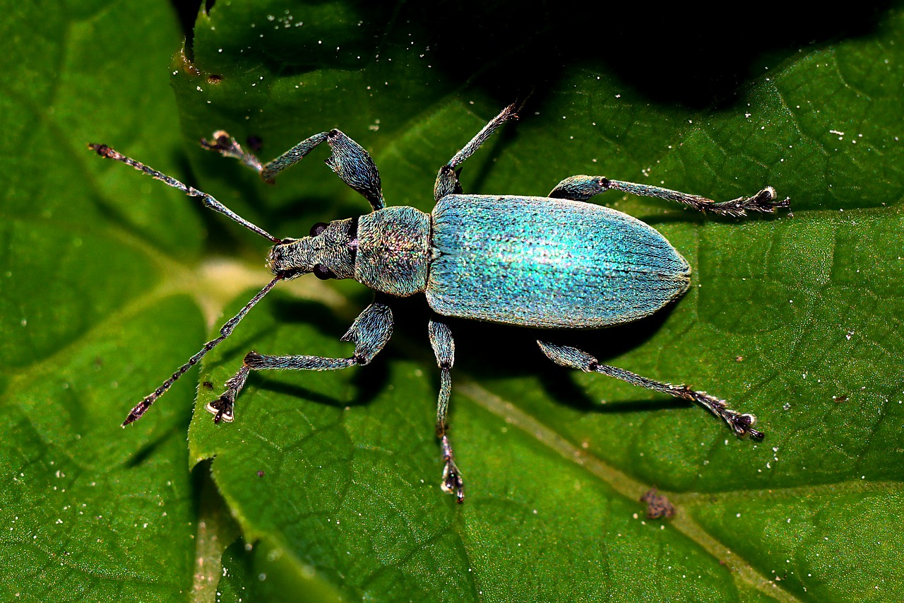 beetle  insect  macro free photo