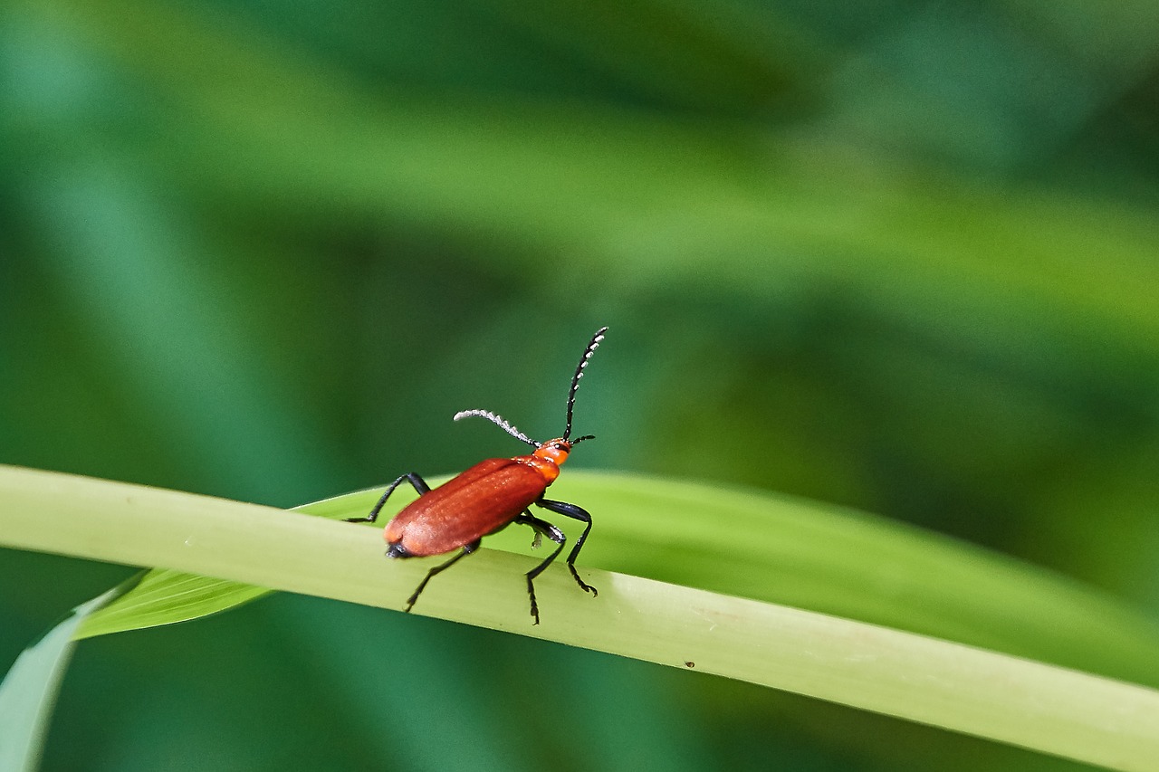 beetle  red  plant free photo