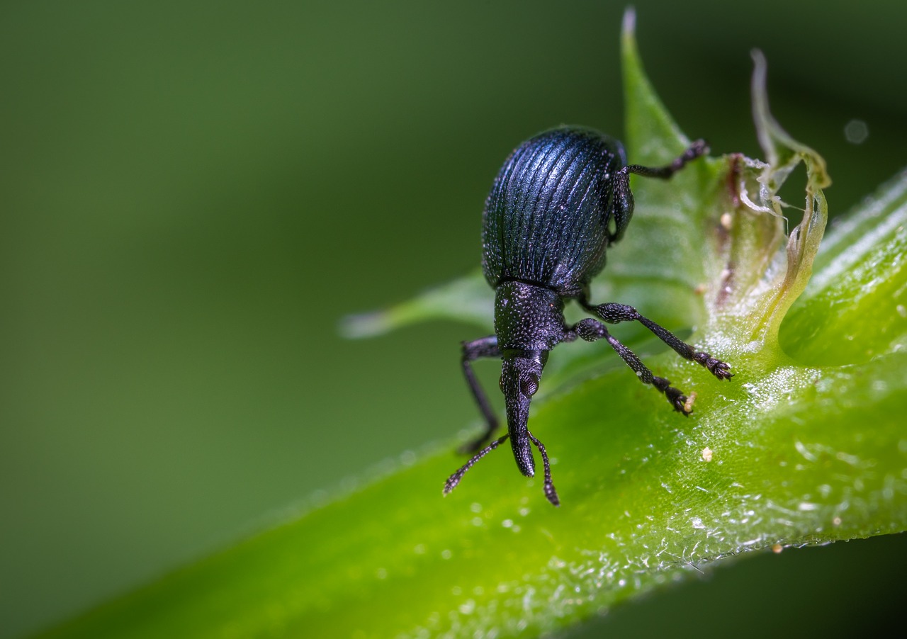 beetle  insect  macro free photo