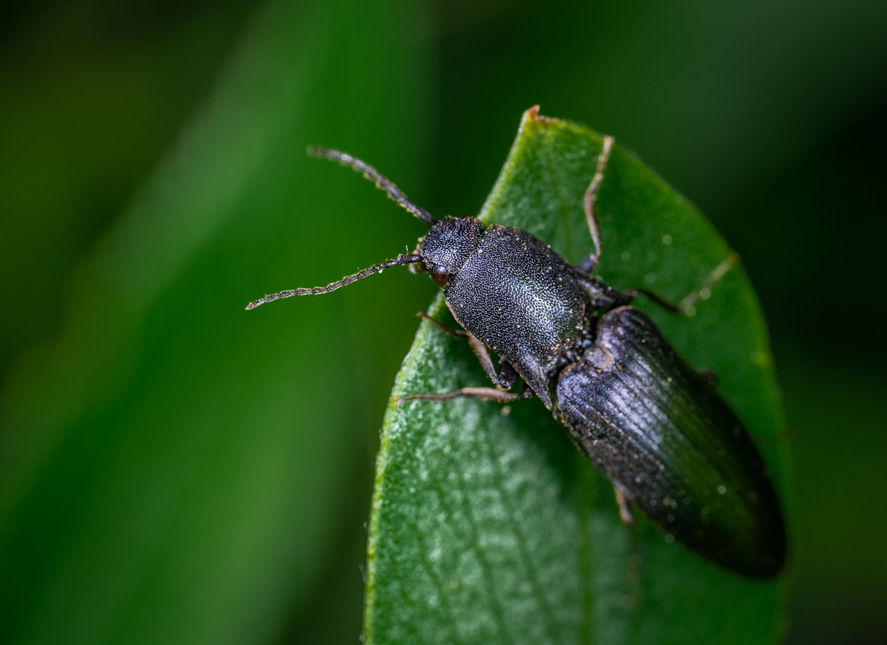 beetle  insect  coleoptera free photo