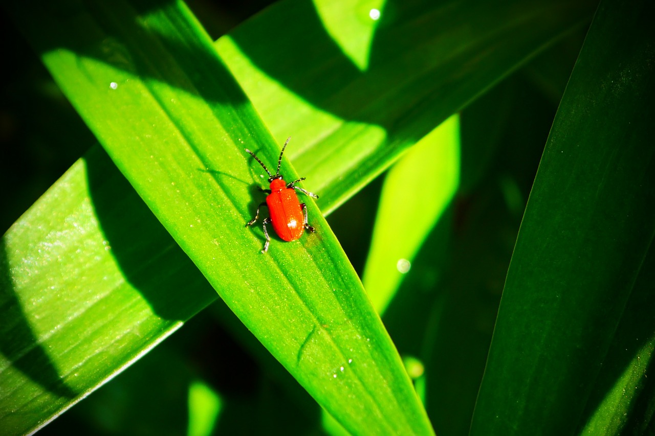 beetle insect red free photo