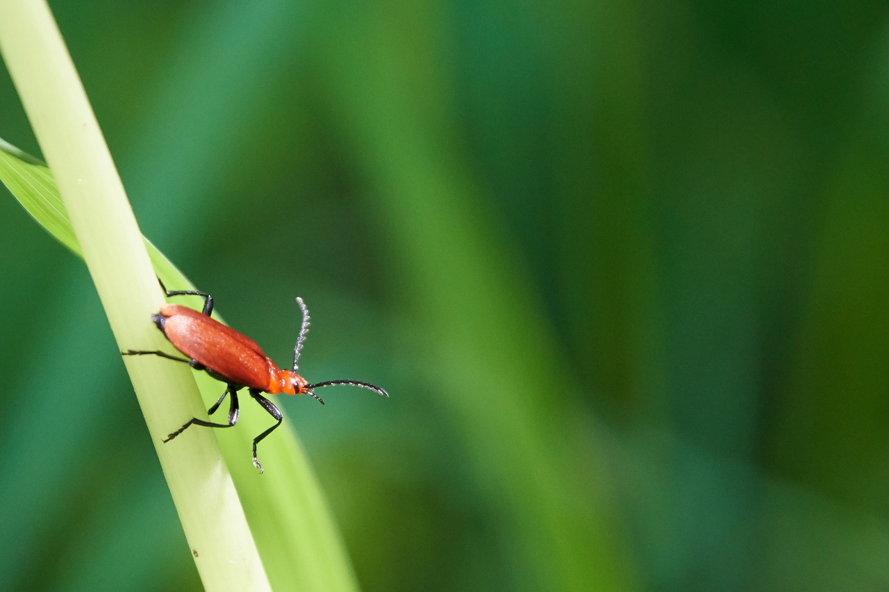 beetle  grass  nature free photo