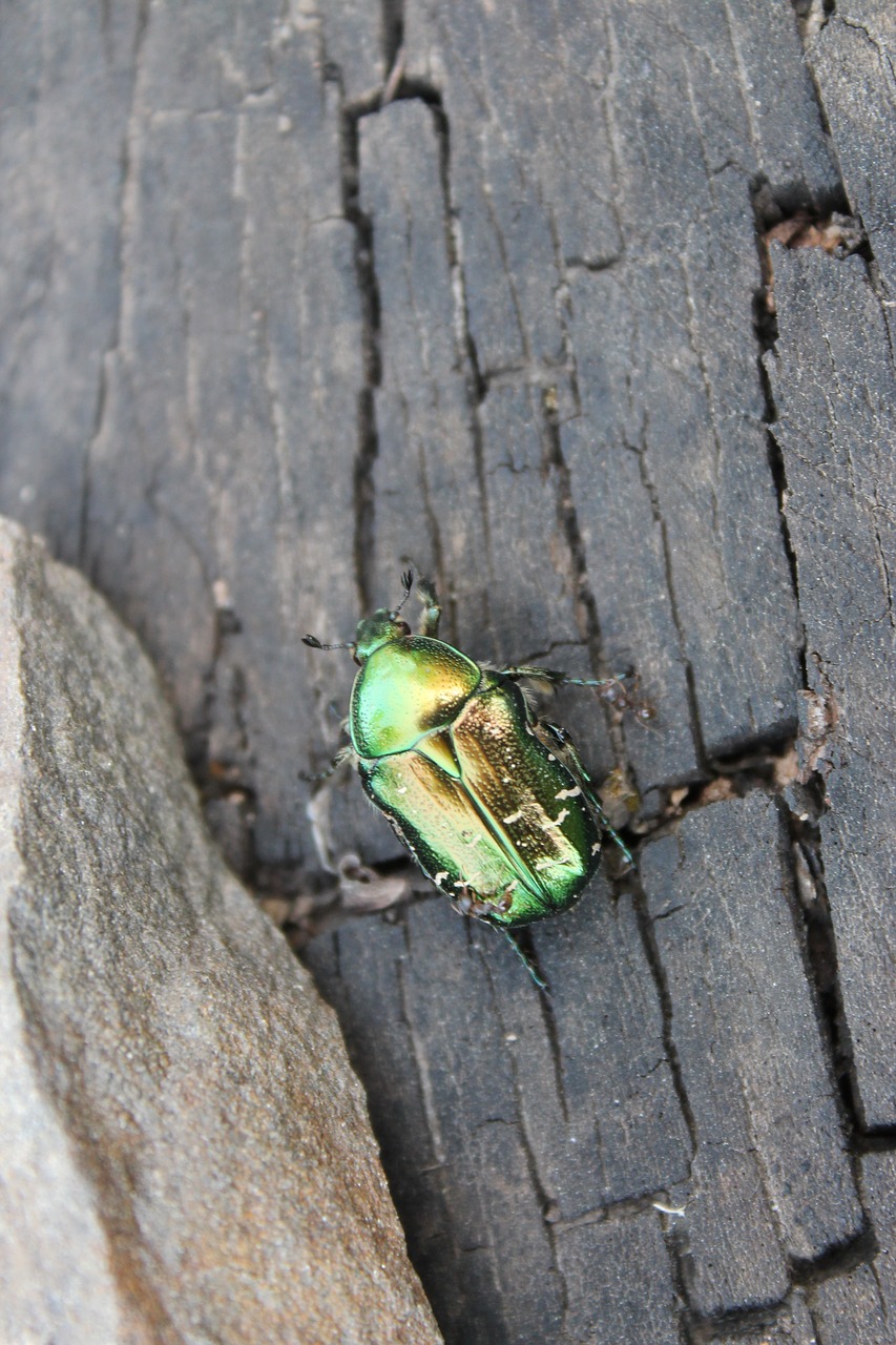 beetle  chafer  macro free photo