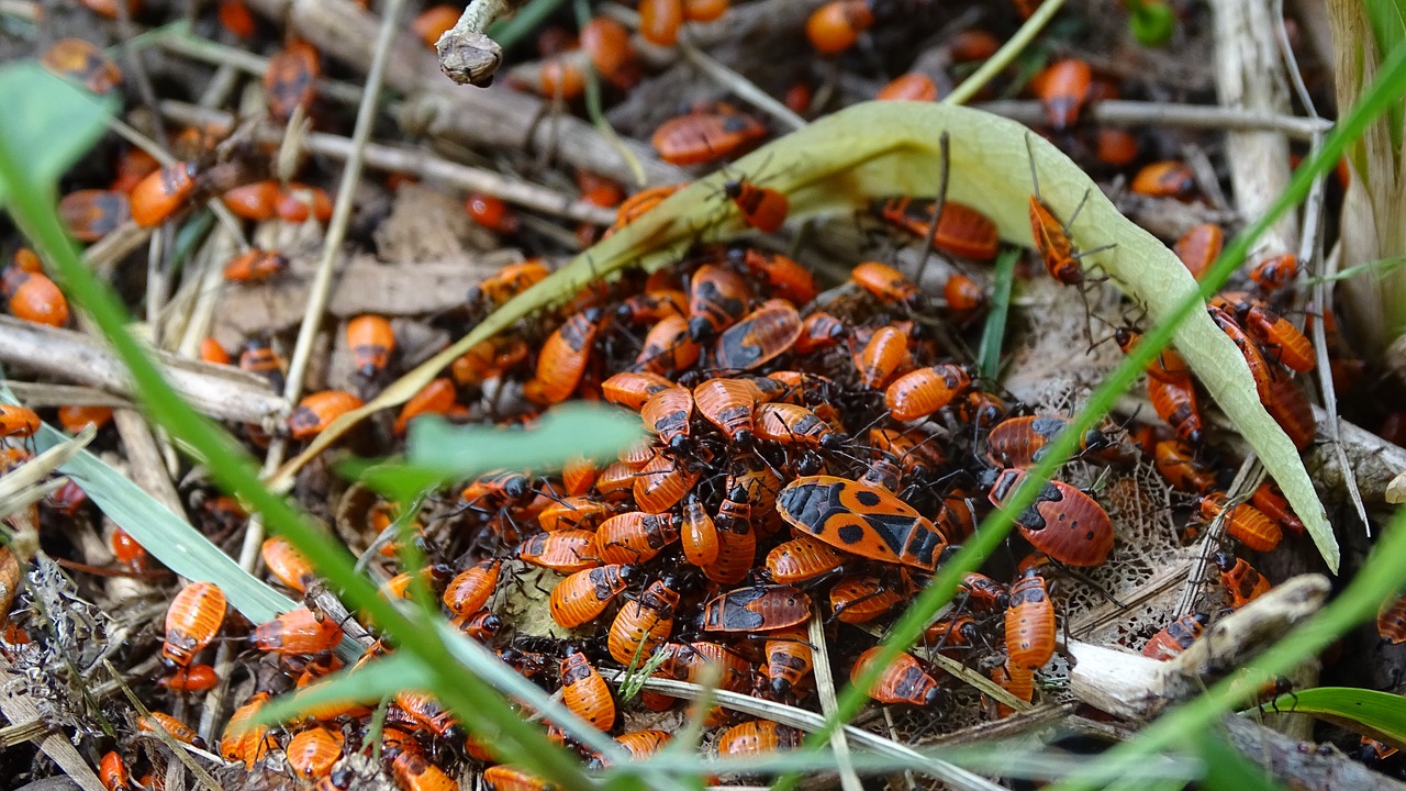 beetle  firefighter  insect free photo