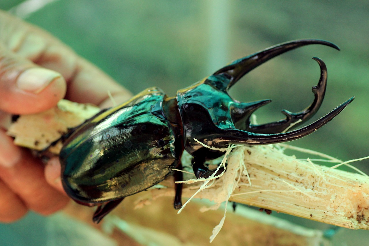beetle  stag beetle  insect free photo