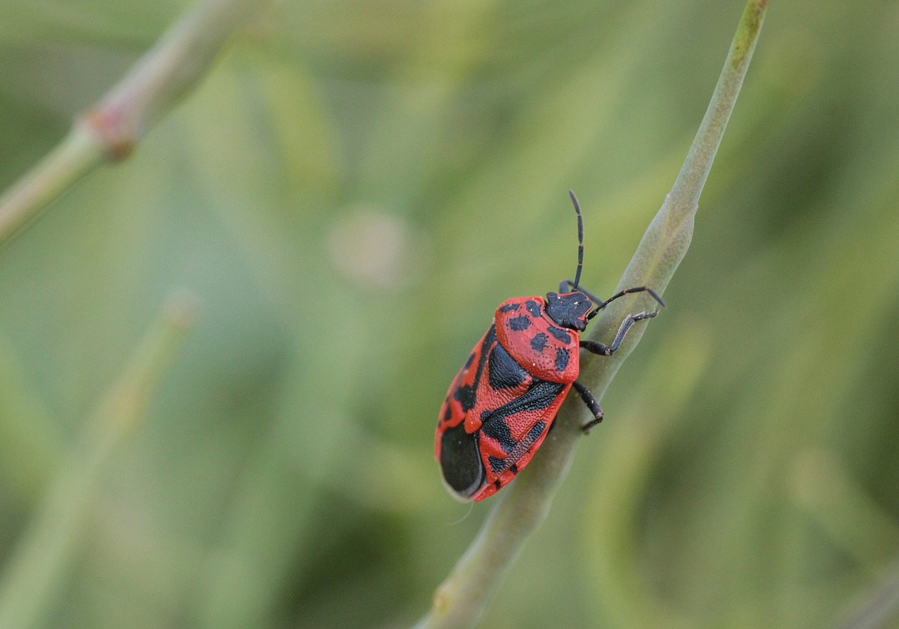 beetle  bug  insect free photo