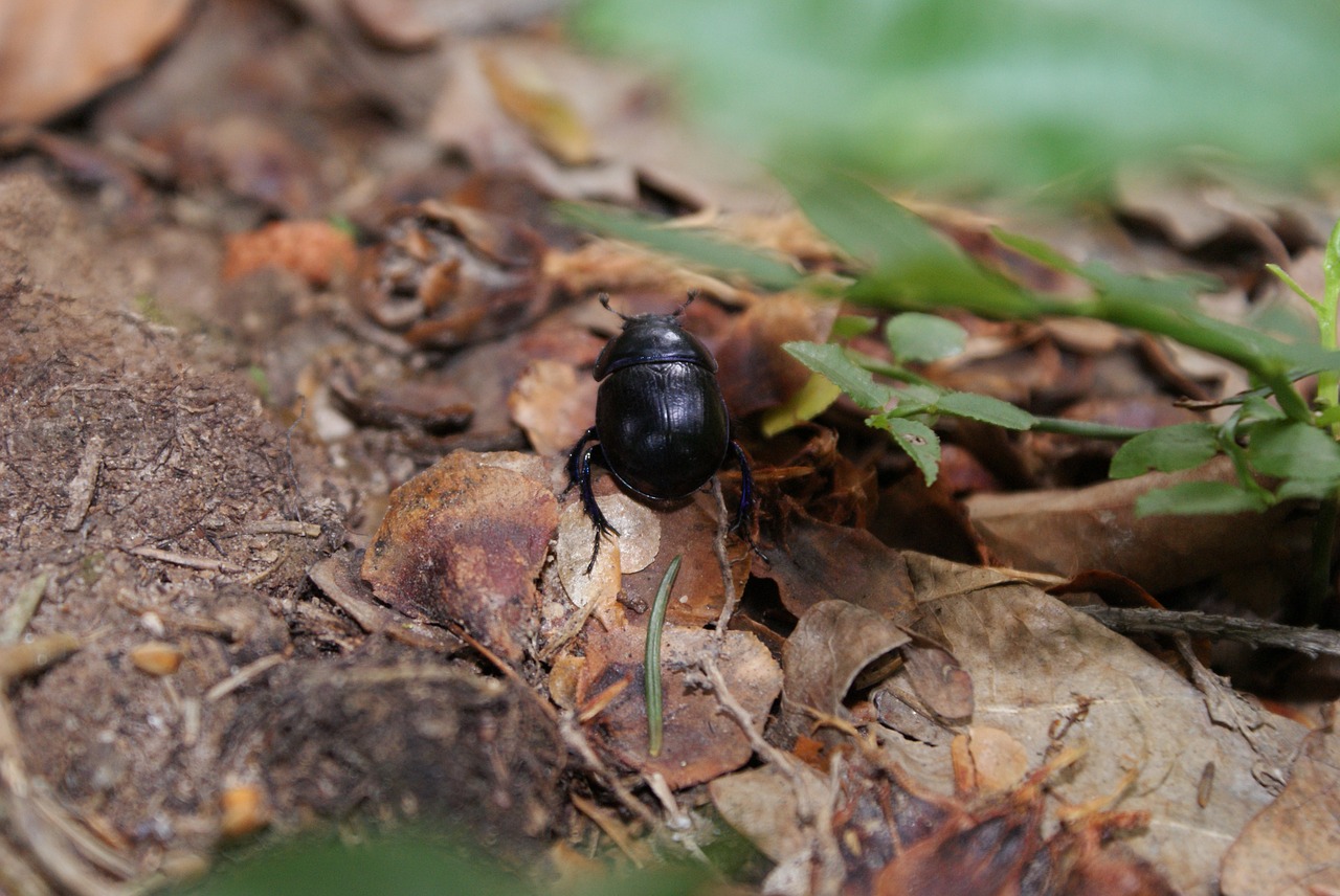 beetle  forest  nature free photo