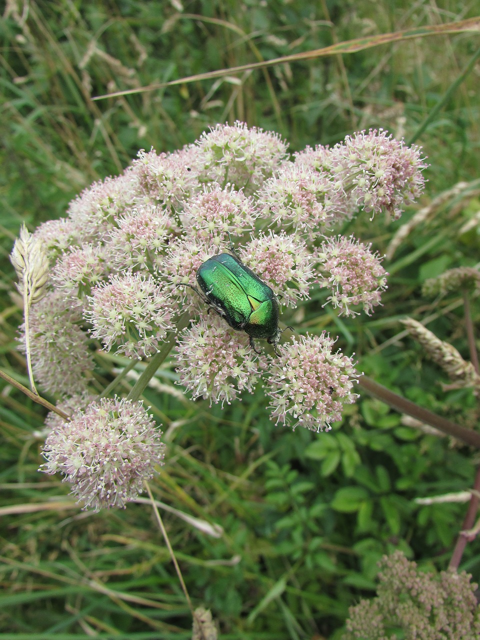 beetle  insect  iridescent green free photo