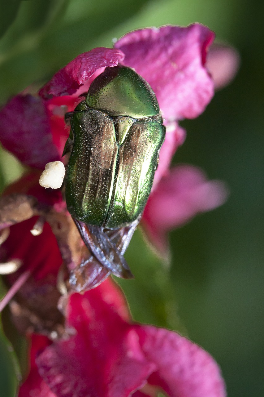 beetle  insect  macro free photo