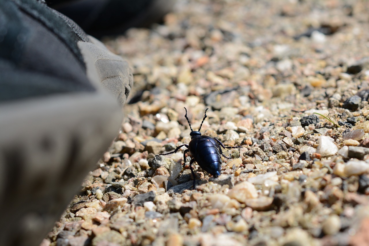 beetle insect close free photo