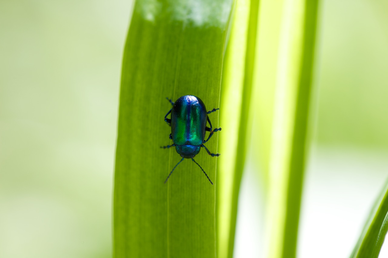 beetle  stengel  close up free photo