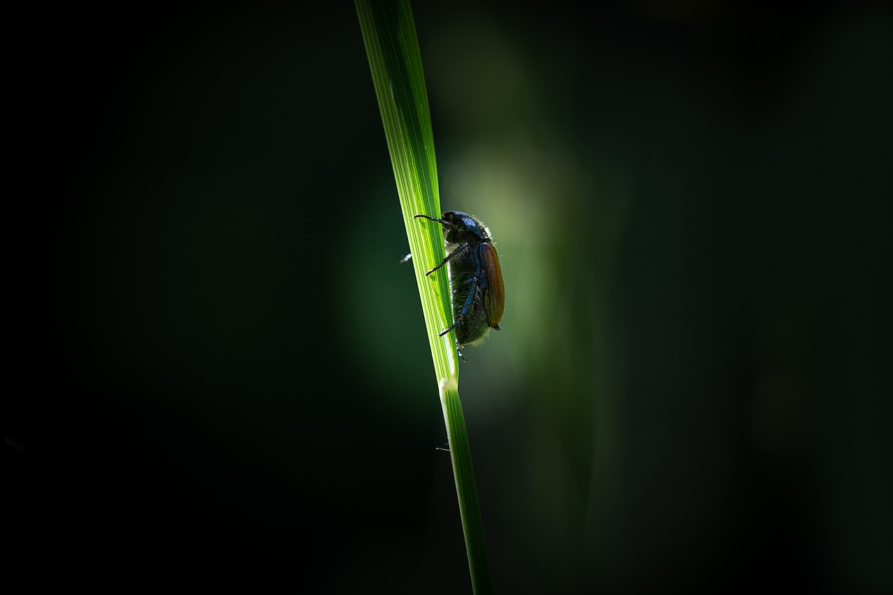 beetle  chafer  blade of grass free photo