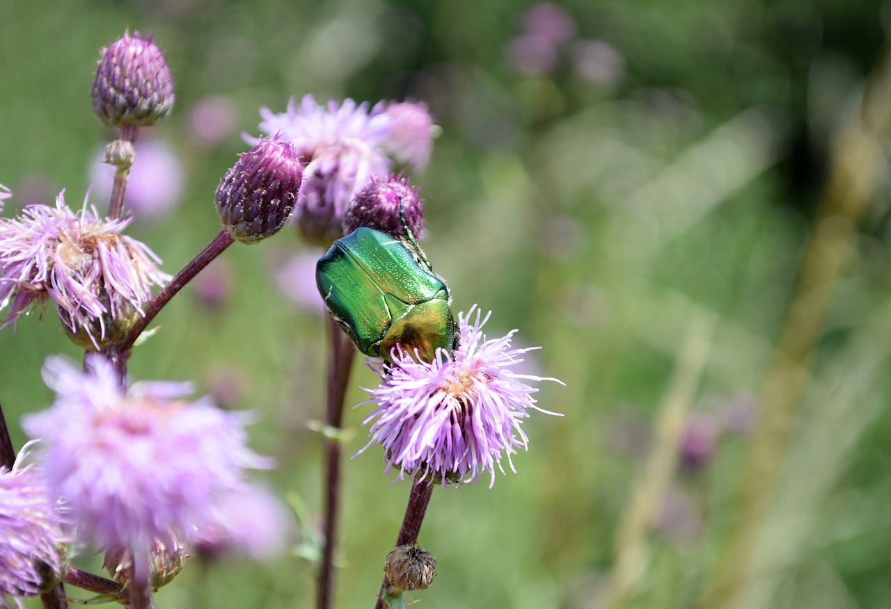 beetle  insects  nature free photo