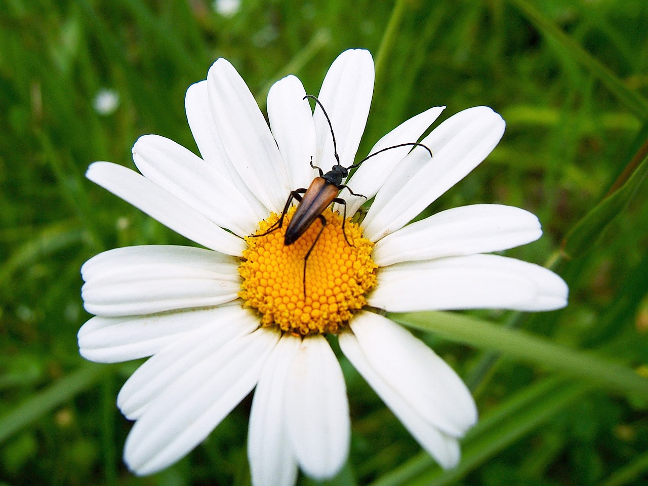 beetle black beetle flower free photo