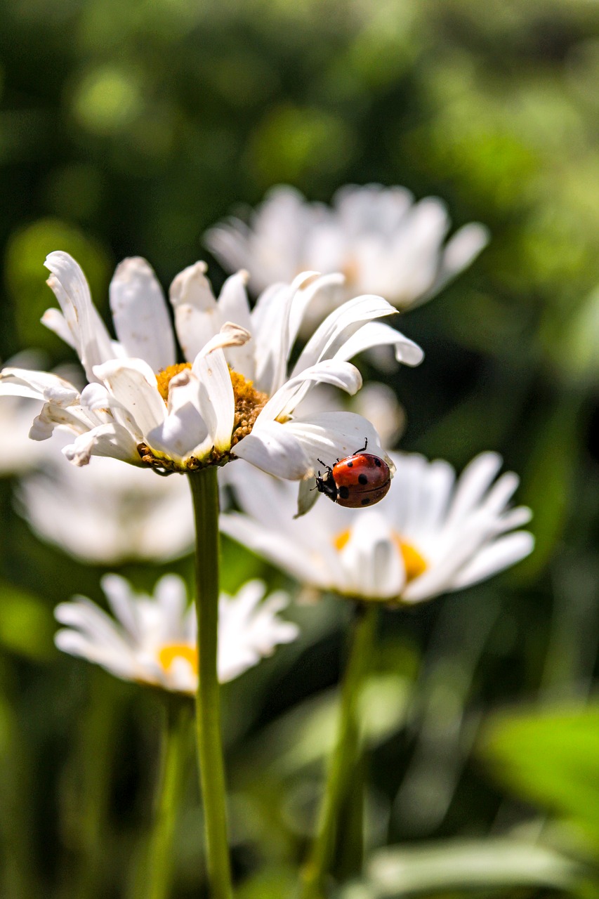 beetle  beetles  insect free photo