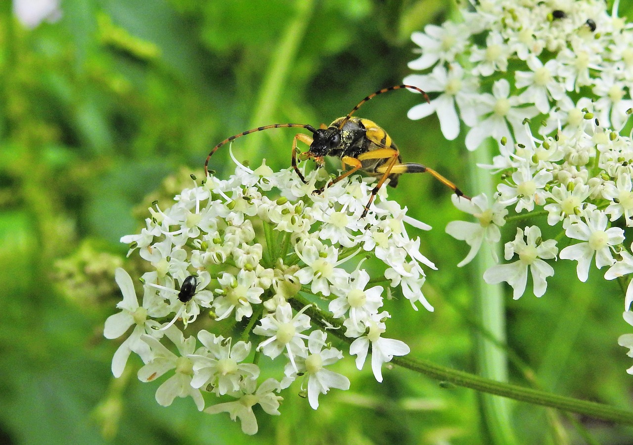 beetle  longhorn beetle  insect free photo