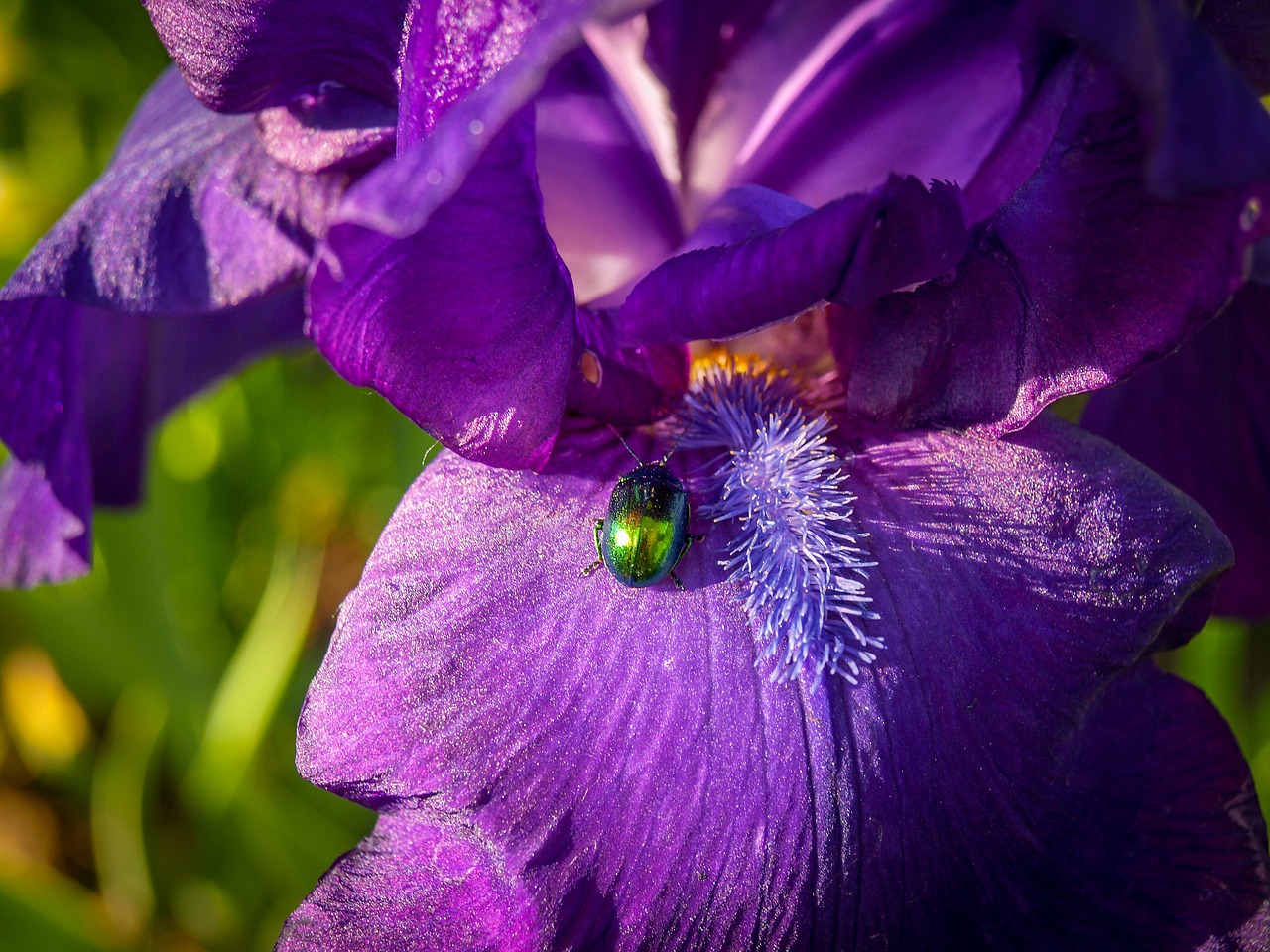 beetle  green  summer free photo