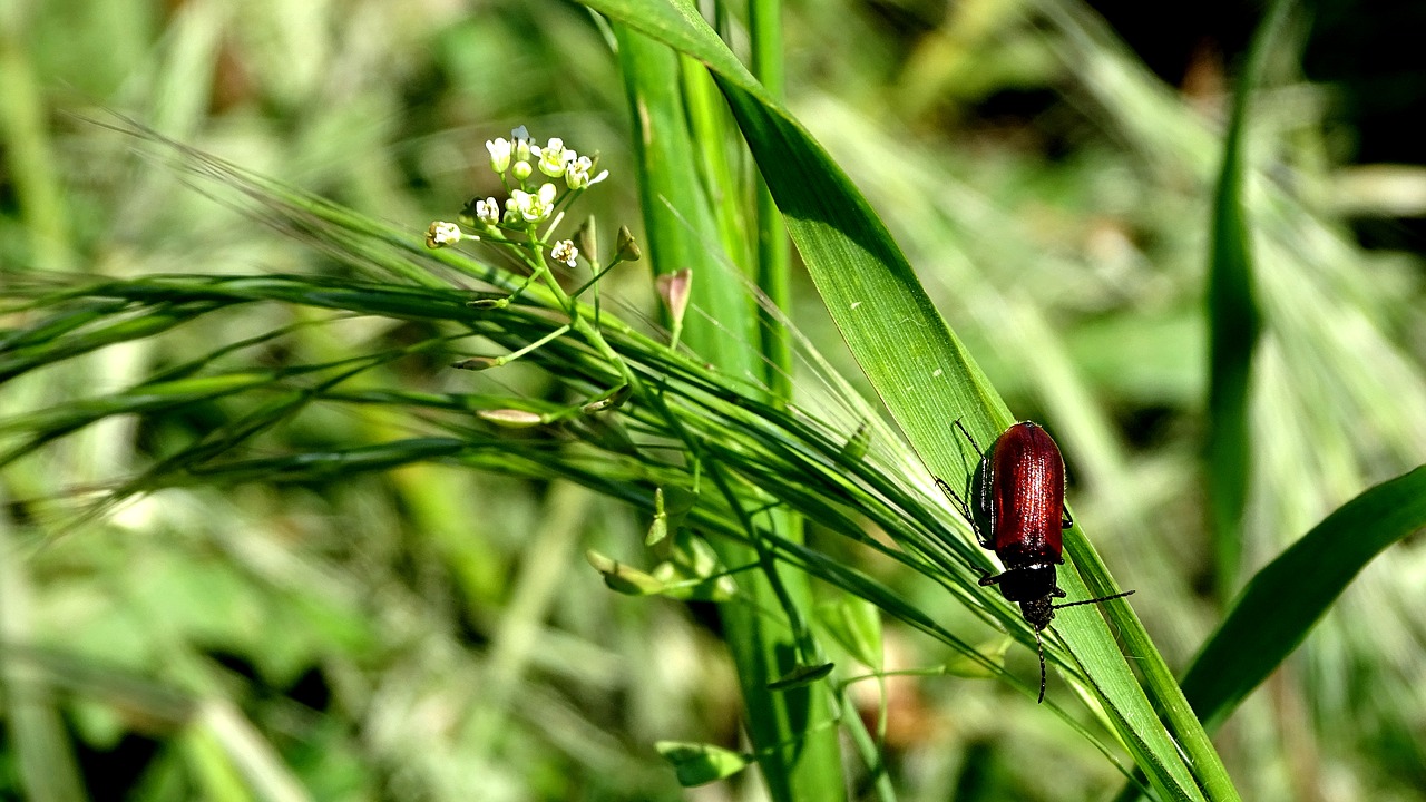 beetle  grass  meadow free photo