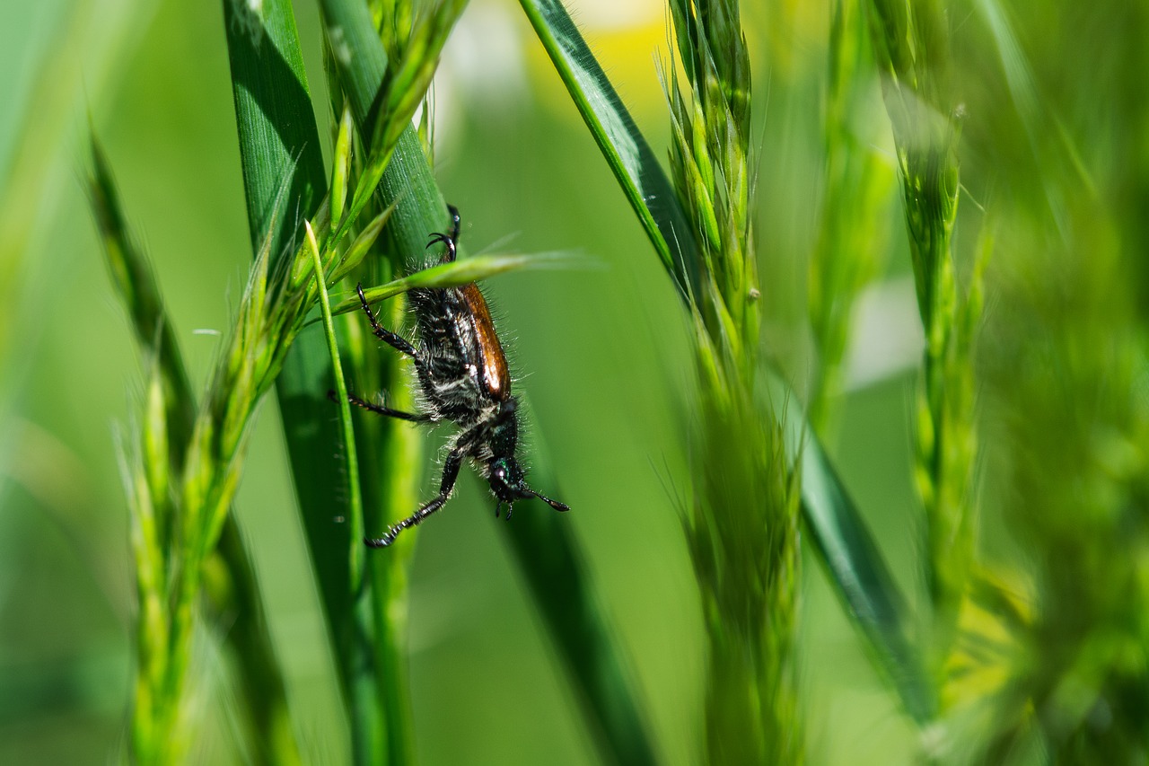 beetle  hairy  macro free photo