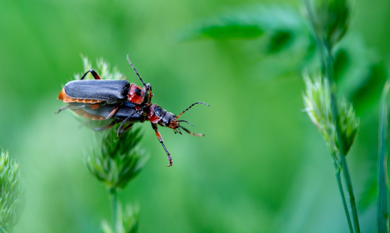 beetle  pairing  insect free photo