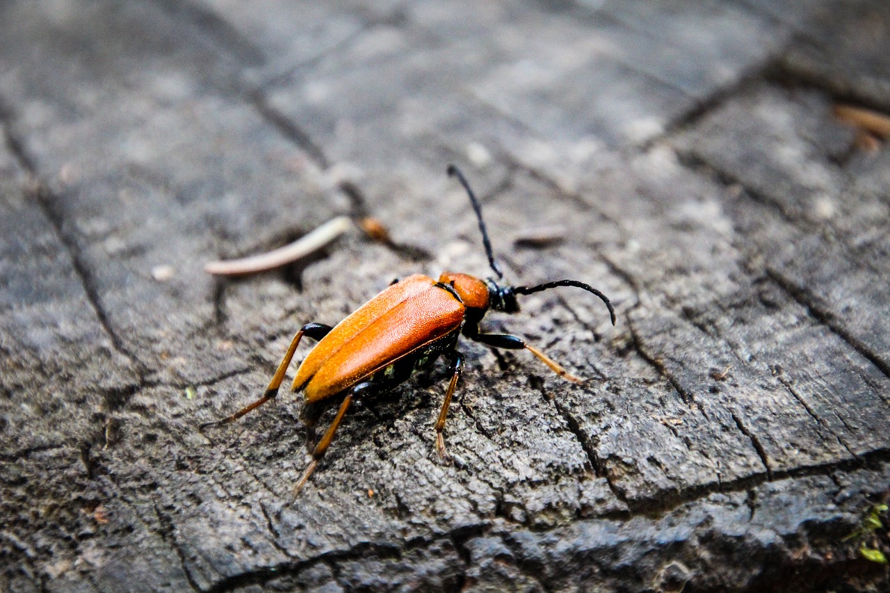 beetle  orange  insect free photo